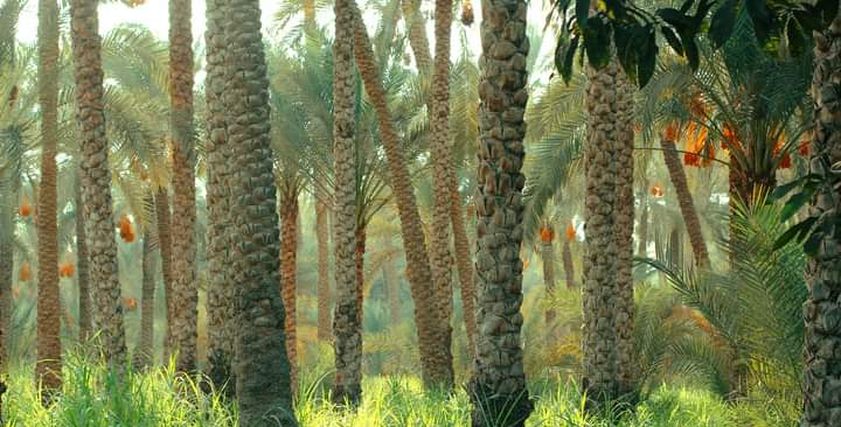 صور كريم أثناء حصاد البلح