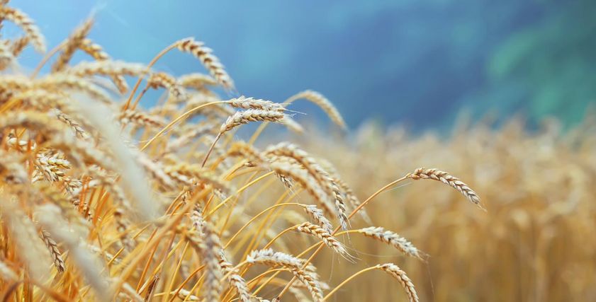 فوائد جنين القمح تجعلك تتناوله يوميا