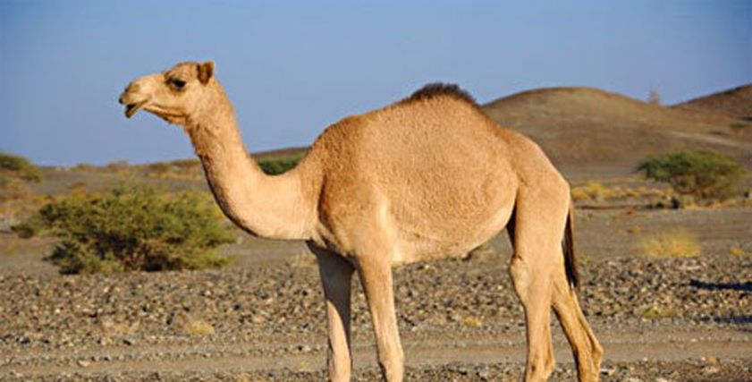 أفضل قطعة لحم في الجمل