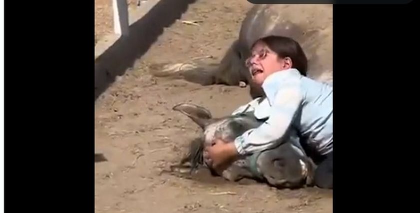 الطفلة العراقية تبكي على فقدان الخيل