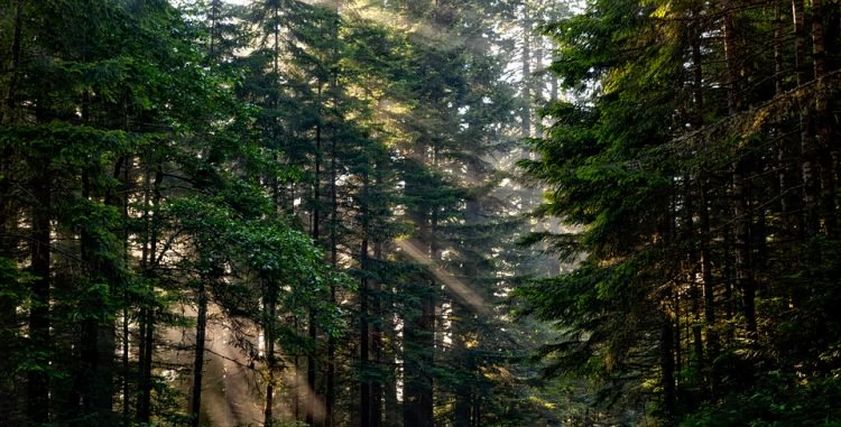 زوجان يعاقبان ابنهما بتركبة بمفردة بالغابة