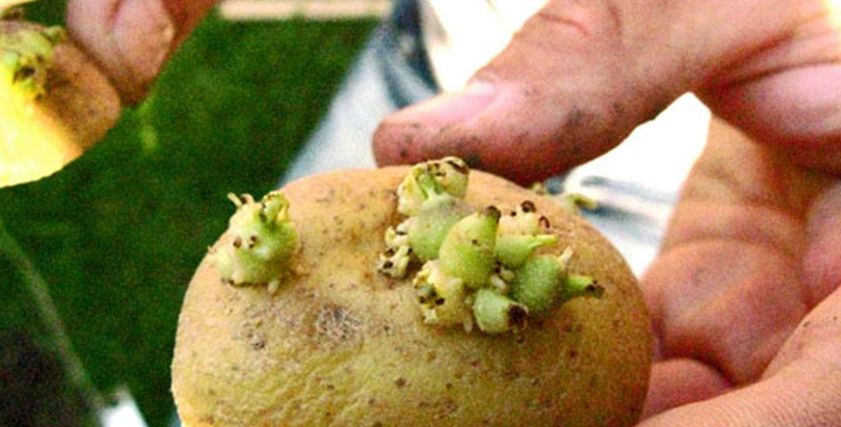 طبيب يحذر من هذا النوع من البطاطس: تسبب التسمم