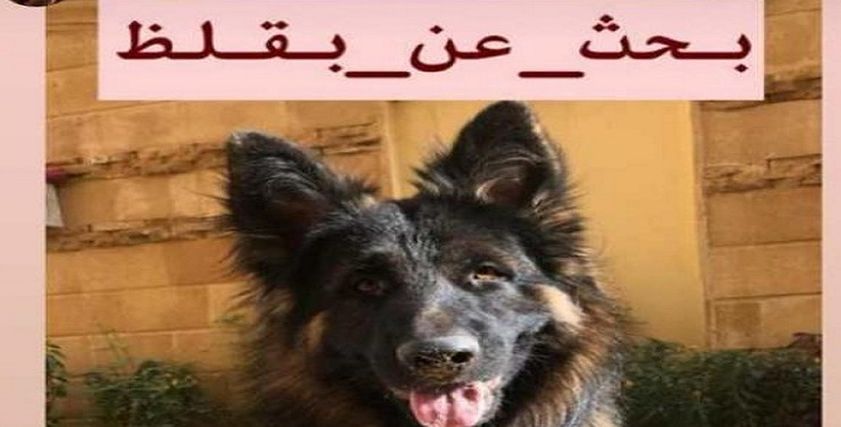 بالصور|