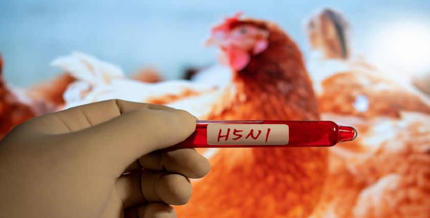 إنفلونزا الطيور H5N1