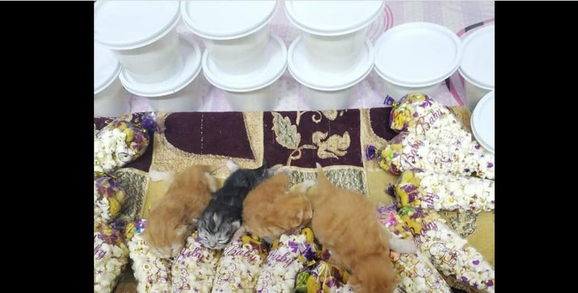 سبوع القطة تونا