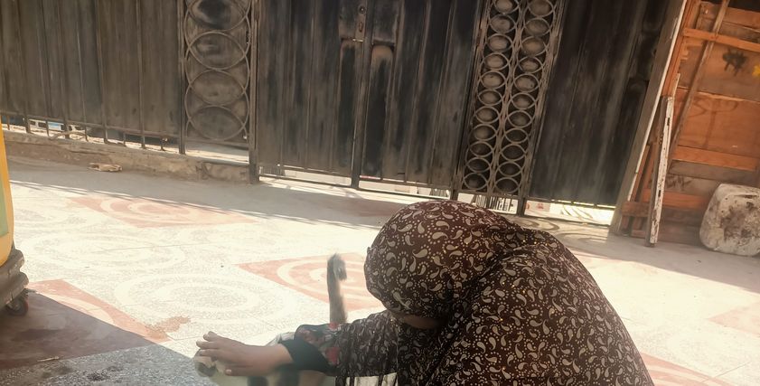 رحمة كليمة القطط