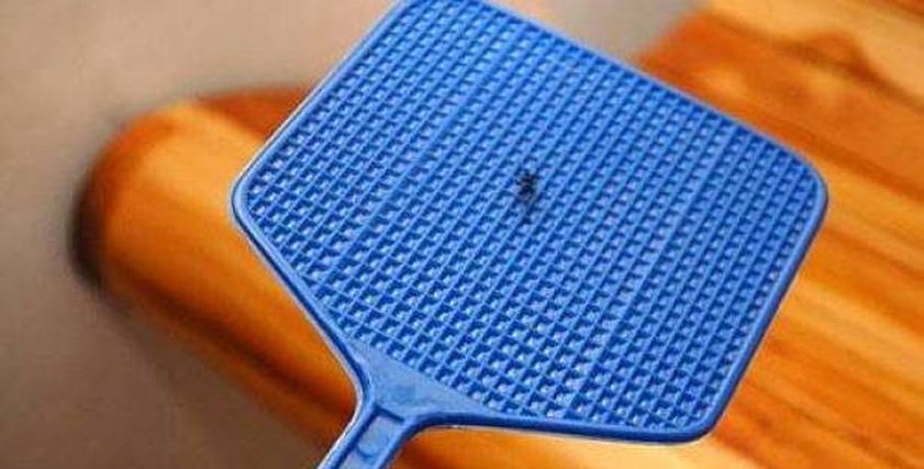 5 حيل للتخلص من الذباب في منزلك 