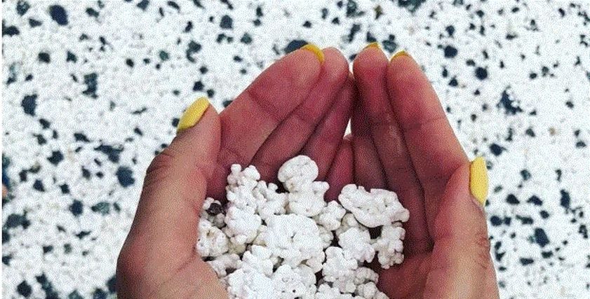 شاطيء الفشار