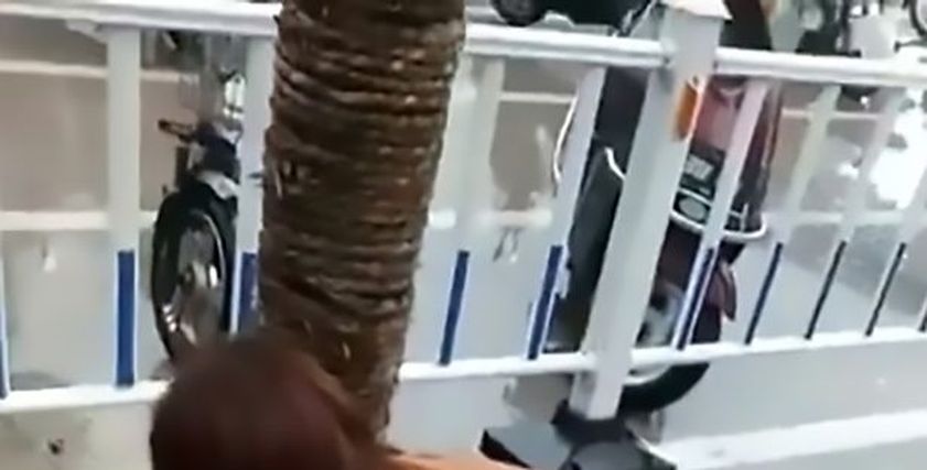 جدة تلقى بحفيدتها في الشارع فور ولادتها