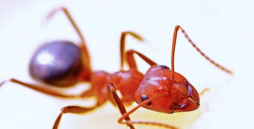 نمل النار الأحمر