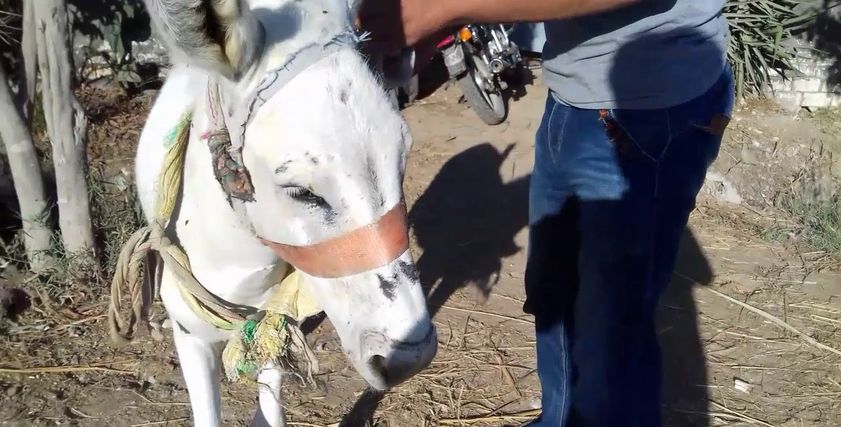 فلاح يطلق زوجته لمطالبتها ببيع حماره: 