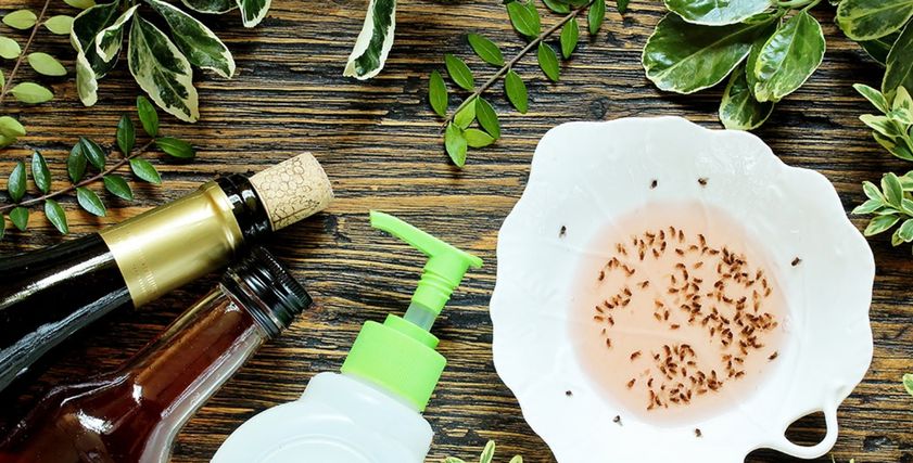 أفضل 9 طرق للتخلص من الناموس