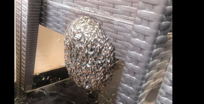 دبابير التجمع