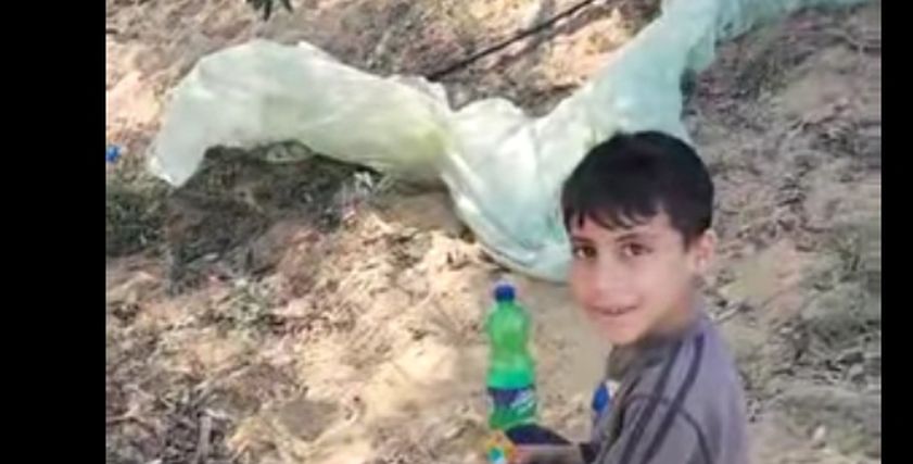طفل فلسطيني يجمع ثمار الزيتون