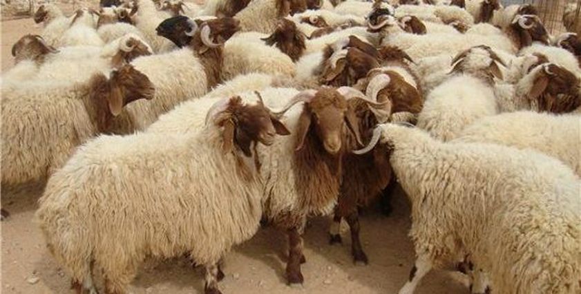 طريقة صنع السمن من لية الخروف