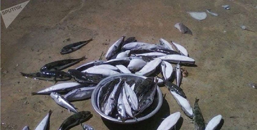 سمكة الأرنب