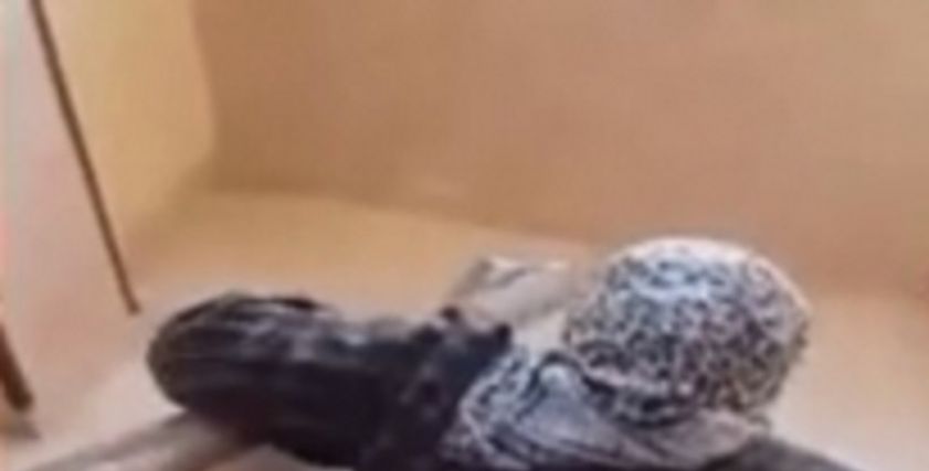 الأم