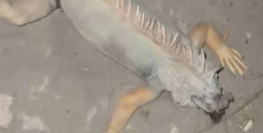 ظهور الإيجوانا في بورسعيد