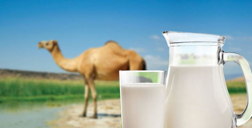 فوائد حليب الإبل للصحة