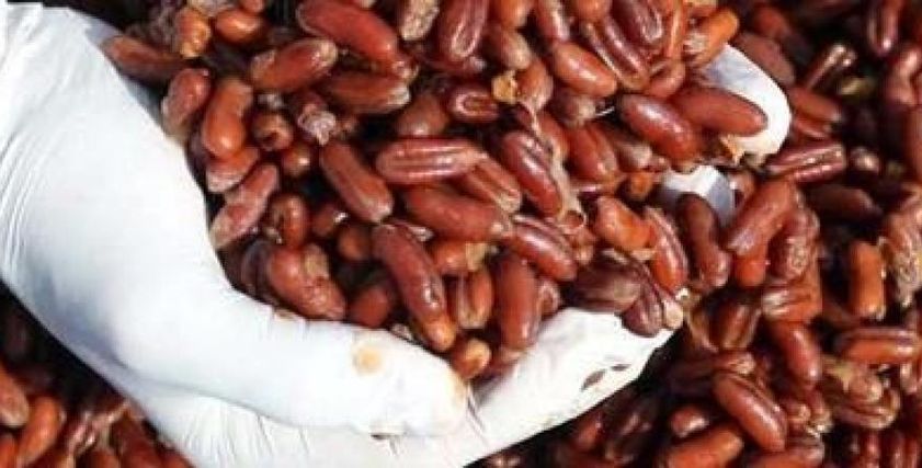 نواة التمر