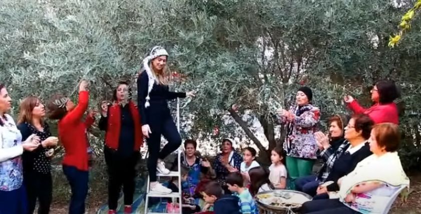 سيدات فلسطين أثناء جمع الزيتون