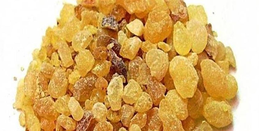 ضرار لبان الدكر على الكلى
