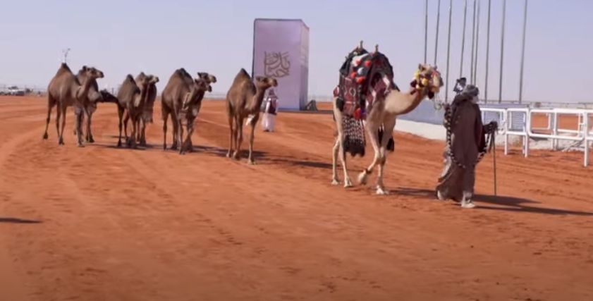 الناقات بالمسابقة