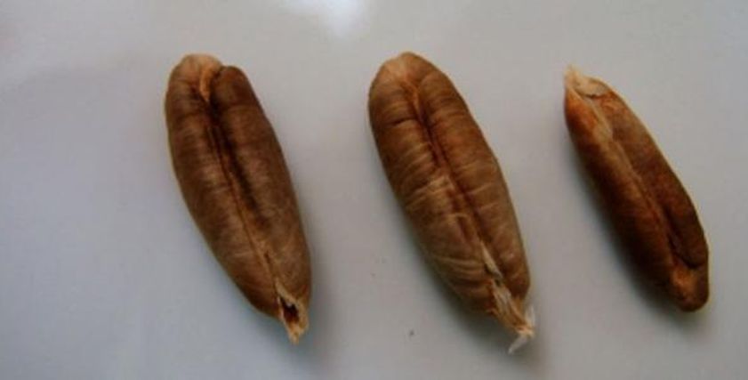 نواة البلح