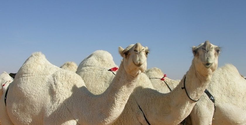 لحم الإبل