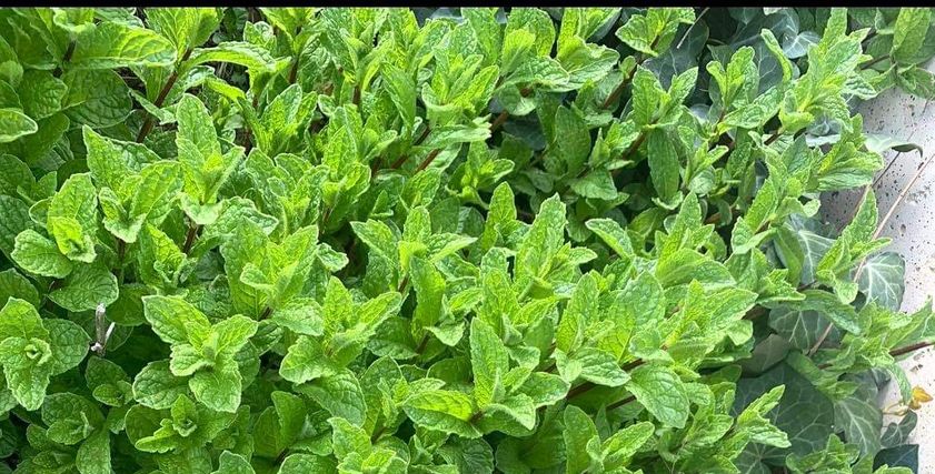 الخضروات
