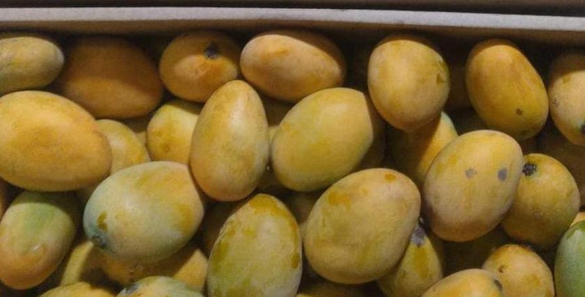 مانجو الفص عويس أغلى أنواع المانجو في الإسماعيلية