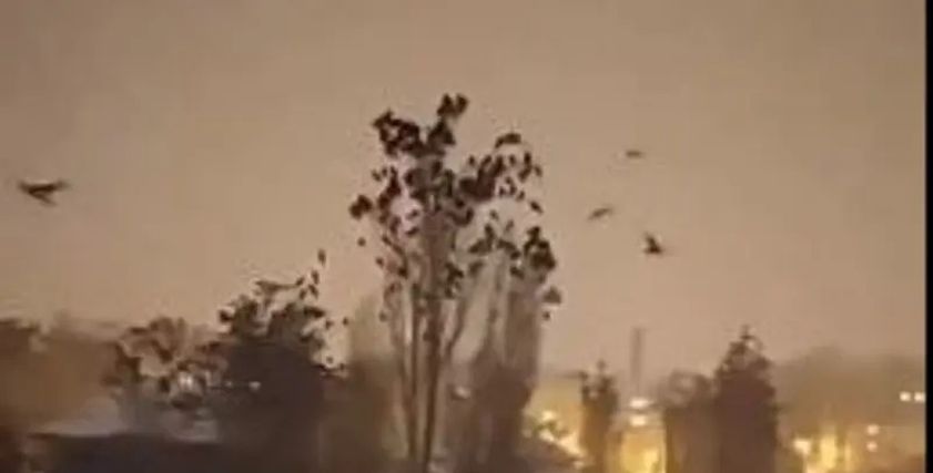 حركة غريبة للطيور قبل زلزال تركيا