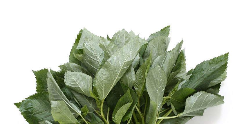 ملوخية - أرشيفية