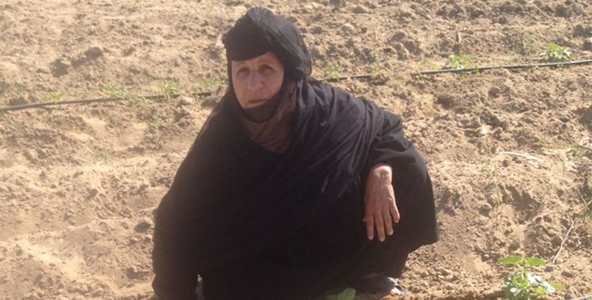  ألمظ أبو السعود في أثناء عملها بالأرض الزراعية