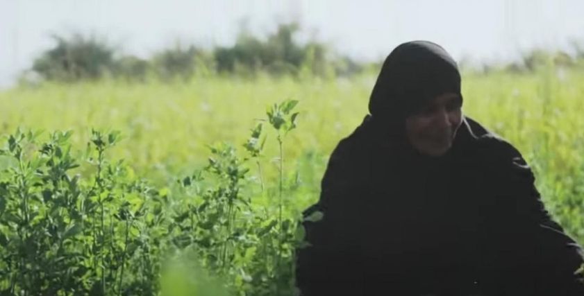 سيدة تتابع المحصول بقرية المطلقات والأرامل