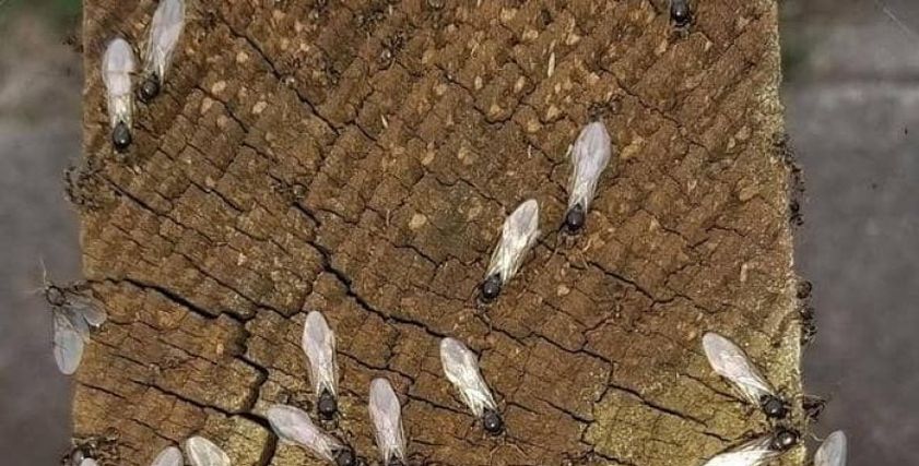 النمل الأبيض - صورة أرشيفية