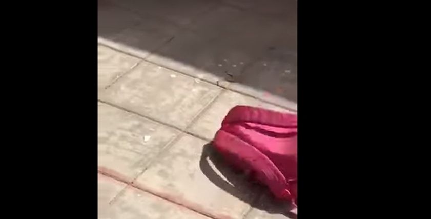 ثعبان يختبأ بحقيبة طالبة