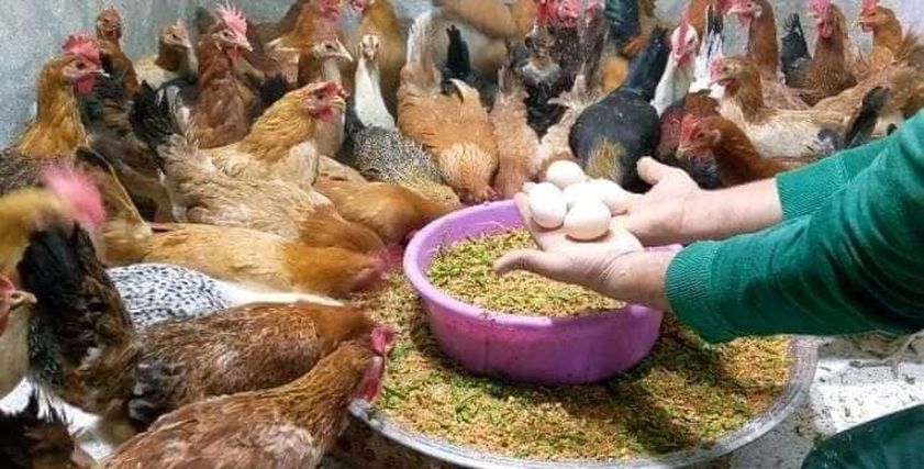 تربية الدواجن في المنزل